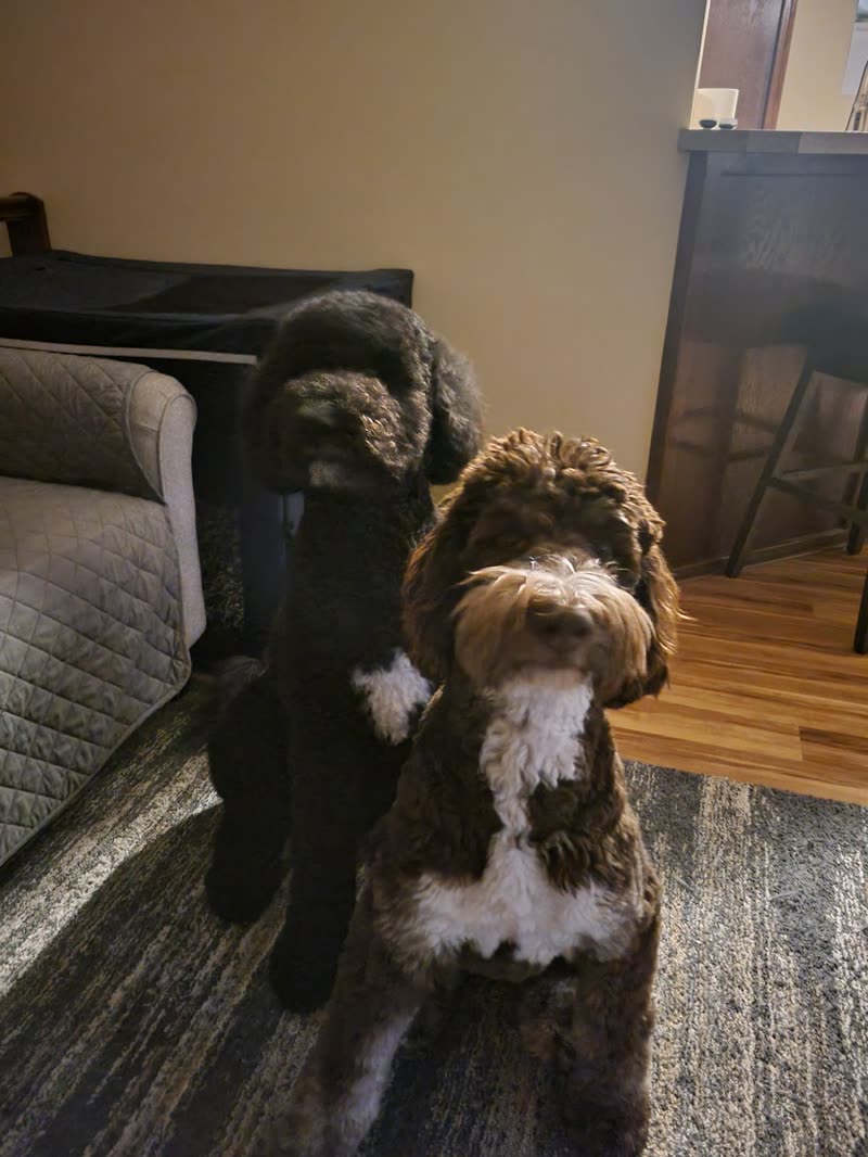 Two doodles, one black and one brown-and-white, standing together at home after their grooms