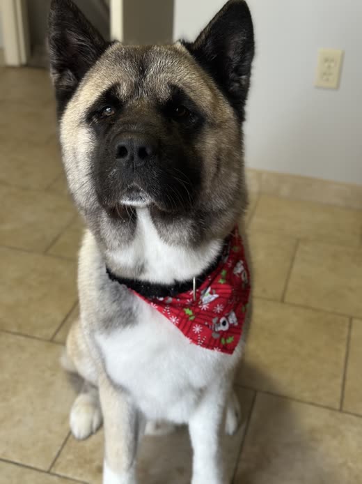 An Akita in a red bandana sitting on the salon's tiled floor after a groom