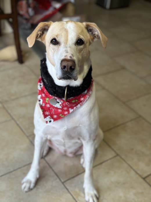 A yellow Labrador-type dog in a red patterned bandana, freshly groomed