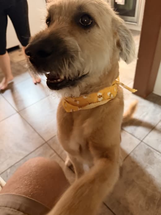 A tan scruffy terrier-mix in a yellow bandana looking up at the camera
