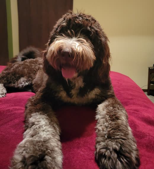 A brown labradoodle with a freshly groomed face resting on a pink blanket